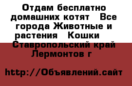 Отдам бесплатно домашних котят - Все города Животные и растения » Кошки   . Ставропольский край,Лермонтов г.